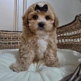 Nellie - Apricot female Maltipoo puppy in Washington from Mt.BakerPoodles&Doodles