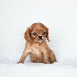 Archie - Ruby male Cavalier King Charles Spaniel puppy in Lawton, Oklahoma from Lindsey’s Cavies