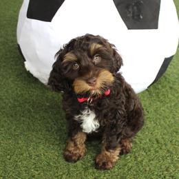 Red collar  Tango - Chocolate male Australian Labradoodle puppy in Provo, Utah from EllsWORTH Labradoodles LLC