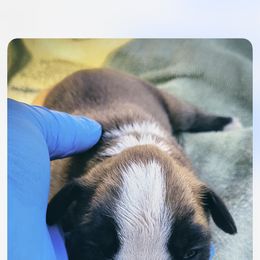 Boxer puppies from Suarez AKC Boxers LLC