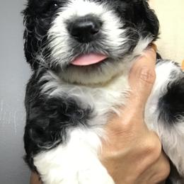 Bernedoodle and Sheepadoodle All Grown Up from Luv My Doodle