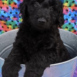 Goldendoodle Puppies from Yuppy Puppy Goldendoodles