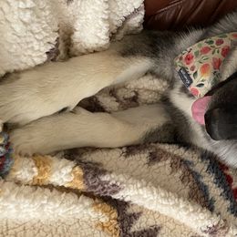 Pomeranians, Pomskies, and Siberian Huskies from Pine & Sea Poms and Pomskies