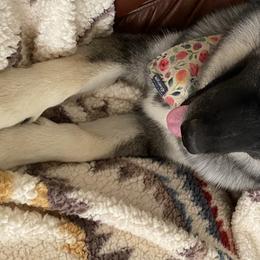 Pomeranians, Pomskies, and Siberian Huskies from Pine & Sea Poms and Pomskies