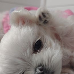 Companion Cross, Mal-Shi, Maltese, Maltipoo, Morkie, and Shih Tzu Puppies from Seeking Shalom Acres Maltese, Maltipoos & Havamalts