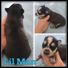 Lil Man - Black and white male Siberian Husky puppy in Merrill, Michigan from Haase Family Kennels