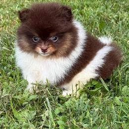 Dream - Chocolate and tan female Pomeranian puppy in Newark, Ohio from Keeperofstars Pomeranians