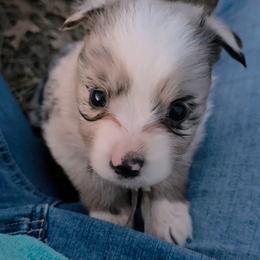 Lyle - Blue merle male Miniature Australian Shepherd puppy in Leonard, Texas from Tin Roof Aussies