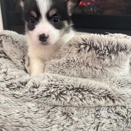 Kiara - Black and tan female Pembroke Welsh Corgi puppy in Washington from KB Corgis