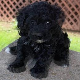 Raven - Black female Havapoo puppy in Lancaster, South Carolina from 3 Bs Havanese-PUPPIES with  PURPOSE