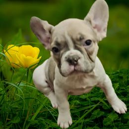 French Bulldog and Rottweiler Puppies from Rott'N'Frenchies