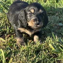AKC Black and cream longhair - Black and cream male Dachshund puppy in Anderson, California from Golden Paws Dachshunds