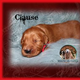 Clause - Dark golden male Golden Retriever puppy in Anson, Texas from Diamond Bar N Ranch
