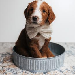Hemingway - Red  male Goldendoodle puppy in New Lenox, Illinois from New Doods On The Block