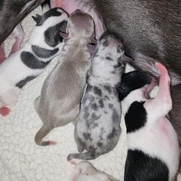 COMET - Black and white male Chihuahua puppy in Fort Myers, Florida from Legends Frenchton's, French Bulldogs ,Boston Terriers, Reindeer chihuahuas & French Bullhuahua's