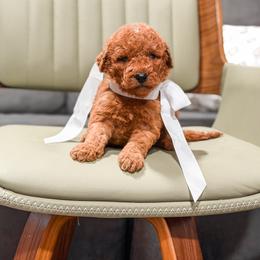 Pink collar girl curly - Red  female Goldendoodle puppy in Spokane, Washington from Dream Doodles in Spokane WA