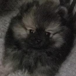 Coco - Wolf sable male Pomeranian puppy in Downers Grove, Illinois from Forever Pomeranians