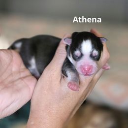 Athena - Black and white female Pomsky puppy in Fredericksburg, Virginia from Purely Pomskies