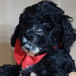 Bernedoodle Puppies from Doodles Divine Michigan