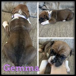 Gemma - Brown brindle female Olde English Bulldogge puppy in Wheeler, Michigan from Haase Family Kennels