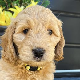 Girl 3 - Red  Goldendoodle puppy in Meridian, Idaho from Dre's Doodles