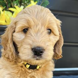 Girl 3 - Red  Goldendoodle puppy in Meridian, Idaho from Dre's Doodles