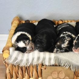 Aussiedoodle, Miniature Australian Shepherd, and Poodle Puppies from JMR Aussies and Doodles