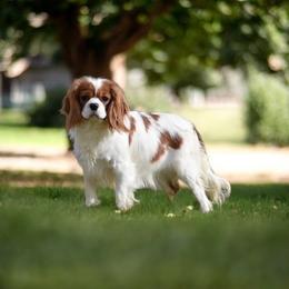 Lisette - Cavalier King Charles Spaniel