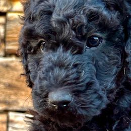 Boy 2: Stanley - Black Poodle puppy in Grand Junction, Colorado from Riverbank Poodles