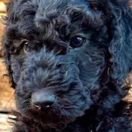 Boy 2: Stanley - Black Poodle puppy in Grand Junction, Colorado from Riverbank Poodles