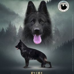 Rubi - Black female German Shepherd puppy in Davie, Florida from Vom Broward Haus