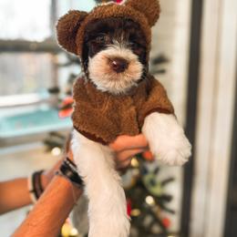 Goldendoodle Puppies from The W Doods