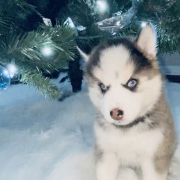 Pomsky Puppies from Oceanway Pomskies