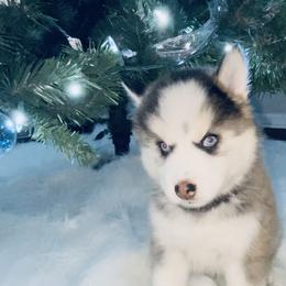 Pomsky Puppies from Oceanway Pomskies