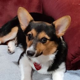 Perry - Pembroke Welsh Corgi