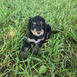 Bernedoodle Puppies from Andrew's Bernedoodles