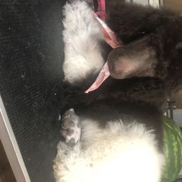 Poodle Puppies from Tails Up Standard Poodles