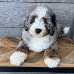Willow - Blue merle female Bernedoodle puppy in Horseshoe Bend, Idaho from Over the Moon Poodles and Doodles