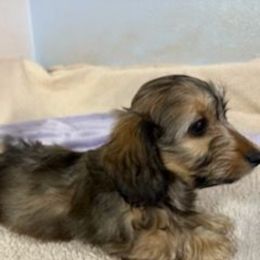 Prius 4,200 - Cream female Dachshund puppy in Tonopah, Arizona from Desert Diamond Dachshunds