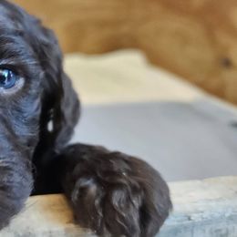 Caramel AKC small standard - Poodle puppy from Cuddley-Poods Moyen poodles