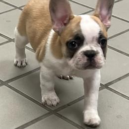 French Bulldogs from Bullyville Bullies