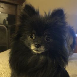 Jazz - Pomeranian