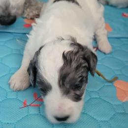 Bernedoodle Puppies from Daisy's Doodles