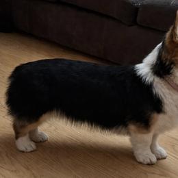 Tully - Pembroke Welsh Corgi