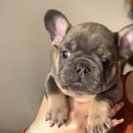 French Bulldog Puppies from Jesikah408