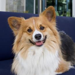 Momo - Pembroke Welsh Corgi