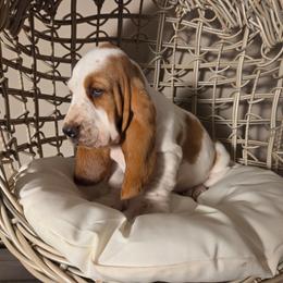 Tianna 2700.00 - Red and white female Basset Hound puppy in Denison, Texas from Emma Lou's Baby Bassets