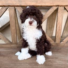 Denver - Brown and white male Aussiedoodle puppy in Allen, Texas from Calena’s Doodles