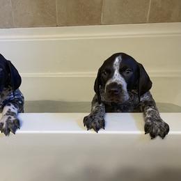 German Shorthaired Pointer Puppies from Chrishelle Farm