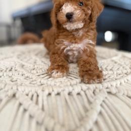 Max - Red male Australian Labradoodle puppy in Auburn, California from Poodles and Labradoodles breeder